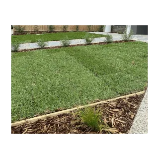 Kikuyu Grass